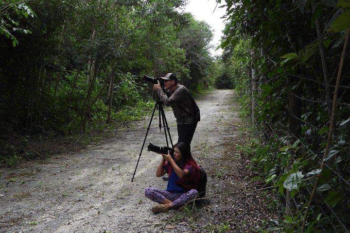 Birds of the Mayan World 2 / Route of the cenotes