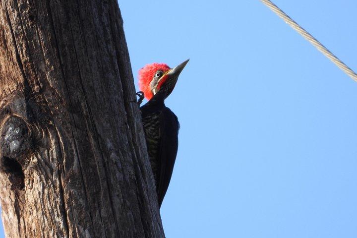 Birds of the Mayan World 2 / Route of the cenotes
