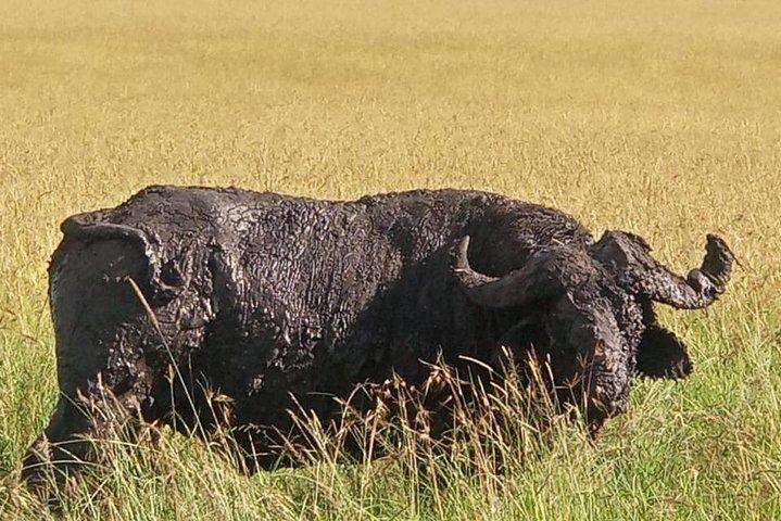 2 Days Maasai mara camping group safari