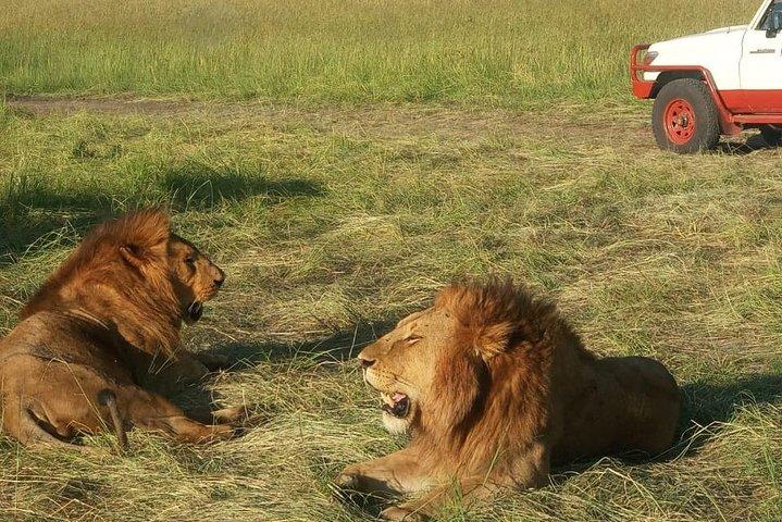 2 Days Maasai mara camping group safari