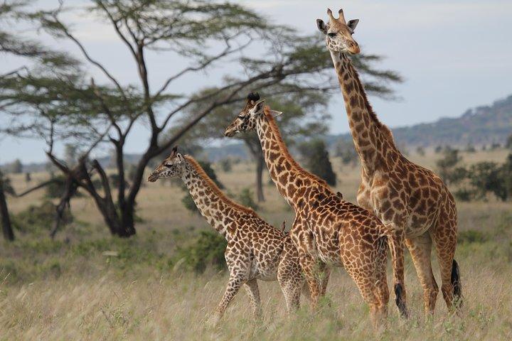 2 Days Wildlife game drives Through Tarangire and Ngorongoro Crater