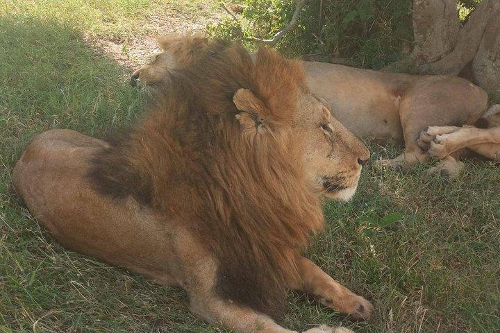 5 Days Camping Group Safari to Nairobi, Lake Manyara, Serengeti and Ngorongoro