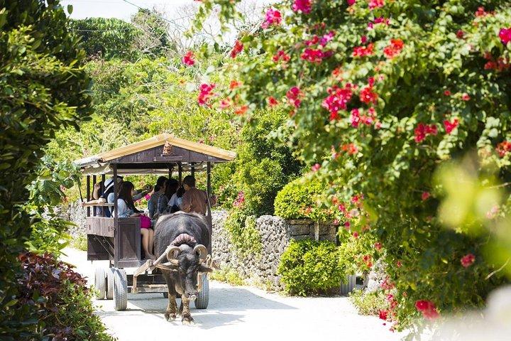 Ishigaki Phantom Island Snorkeling Taketomi Island Sightseeing