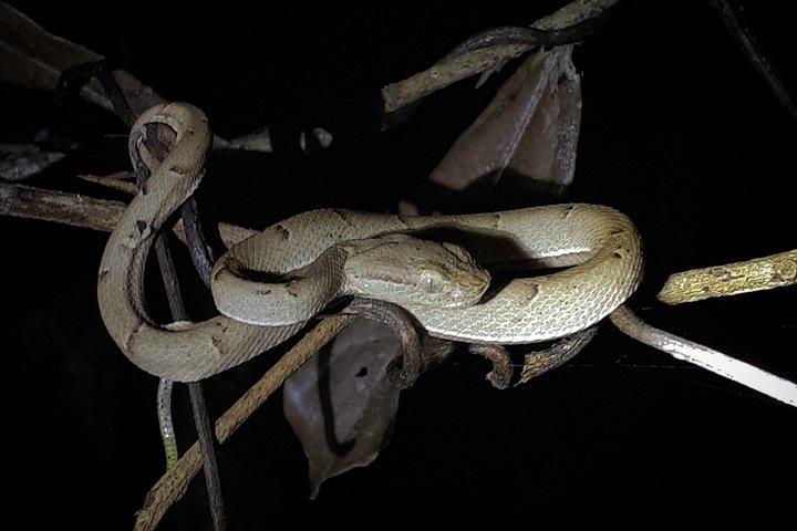 Forest Night Tour in Monteverde/Guide & Entrace fee.
