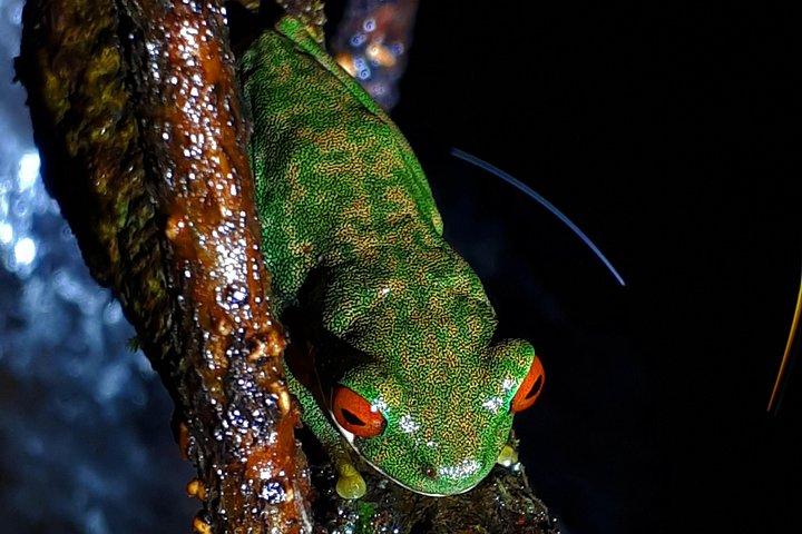 Forest Night Tour in Monteverde/Guide & Entrace fee.