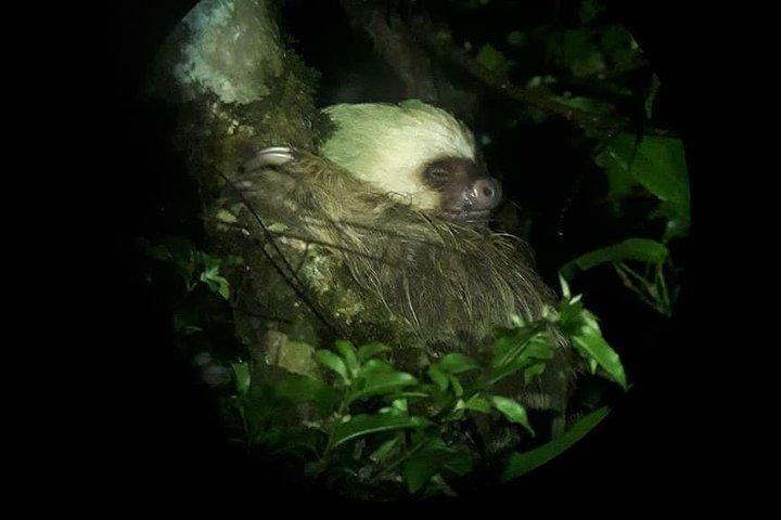 Forest Night Tour in Monteverde/Guide & Entrace fee.