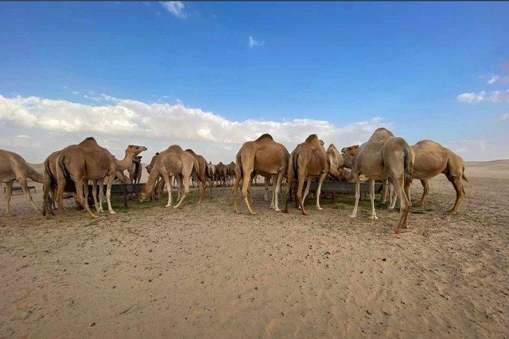 Abu Dhabi Morning Desert Safari,Dune Bashing,Sandboarding,Camel Riding&Quad Bike