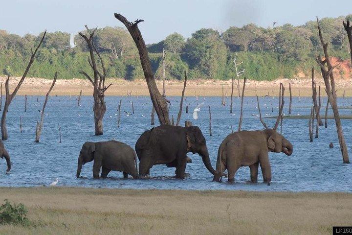 Day Trip To Anuradhapura Kingdom and Wilpattu Safari From Colombo