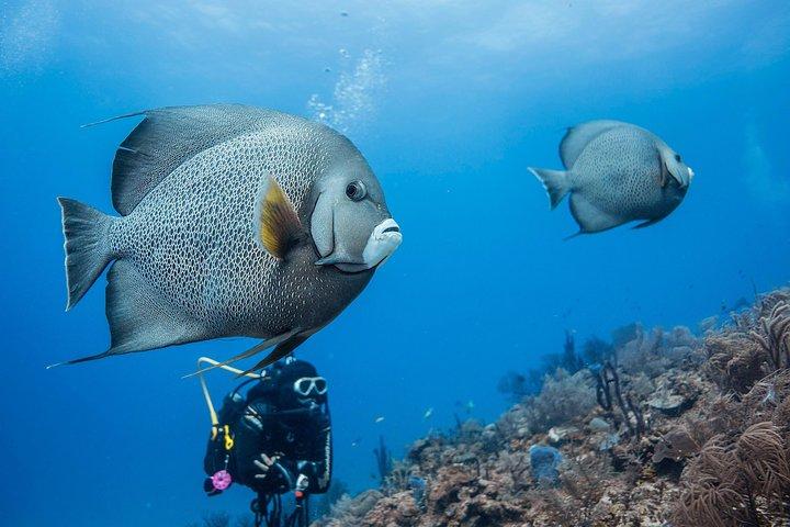 Two tanks local diving for certified divers, SCUBA gear included
