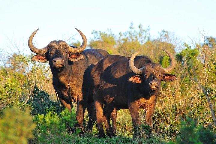 Aberdares National Park Luxury Lodge Safari 2days 1 Night Tour