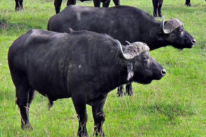 2-Day Aberdares National Park Safari
