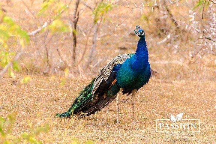 Private Jeep-Safari in Yala Nationalpark