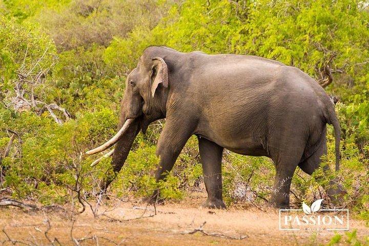 Private Jeep-Safari in Yala Nationalpark