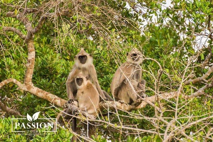 Private Jeep-Safari in Yala Nationalpark
