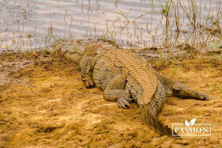 Private Jeep-Safari in Yala Nationalpark