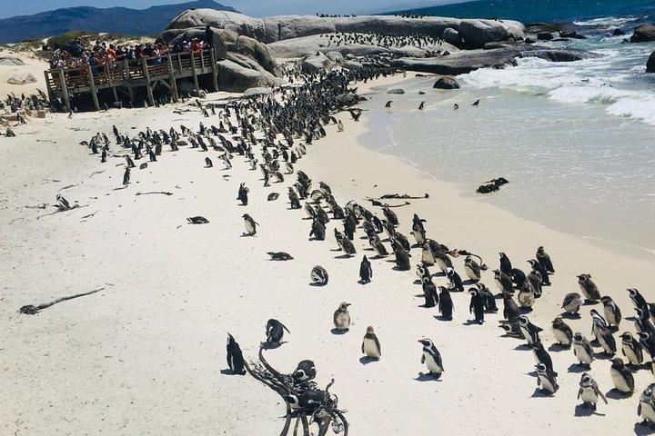 Private Tour Cape of Good Hope & Penguins Sightseeing Full day
