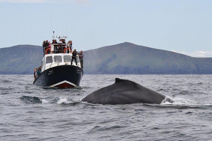 Dolphin and Whale Watching Tour from Dingle