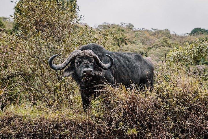 4 Days Serengeti, Tarangire, Ngorongoro Safari Tour