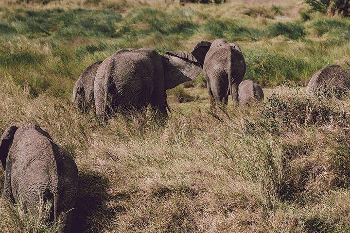 Day Trip Tour to Arusha National Park