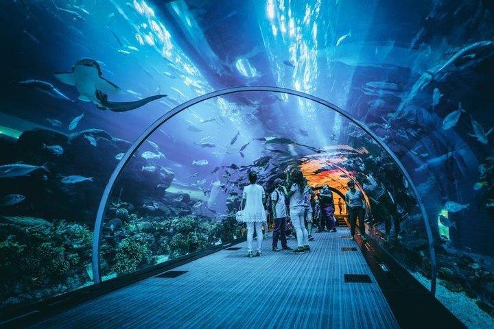 Dubai Aquarium and Underwater Zoo Admission Ticket with Options