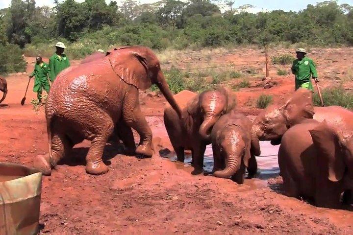 Half Day Giraffe Center,Baby Elephant&Karen Blixxen Guided Tour