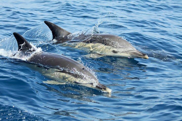 Lisbon: Dolphin Watching with a Marine Biologist - Ocean Safari