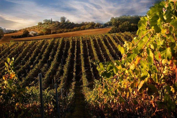 Siena San Gimignano lunch and wine tasting Full day from Rome