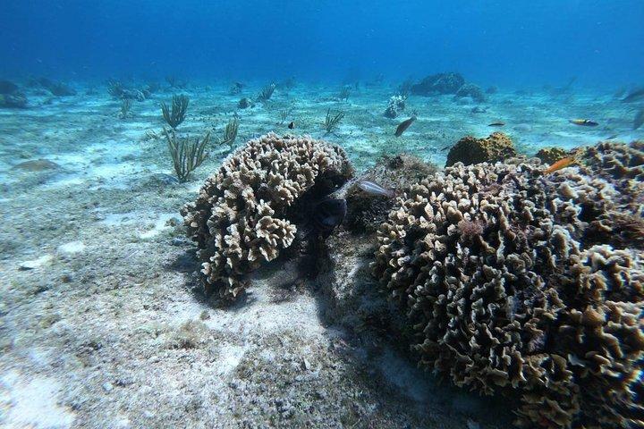 Cozumel Snorkeling Experience! El Cielo Reef from Cancun