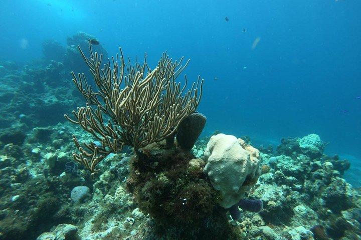 Cozumel Snorkeling Experience! El Cielo Reef from Cancun
