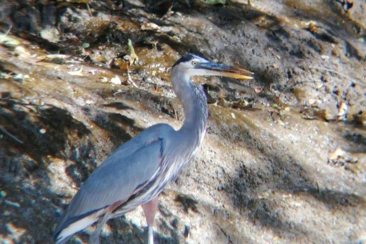 Palo Verde National Park boat and wildlife tour one day tour