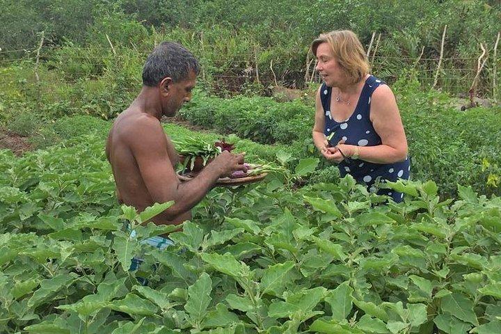 Exclusive: Southern Sri Lanka Sightseeing Private Day Trip
