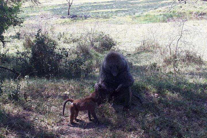 6 Days best of kenya safaris Maasai Mara-Lake Nakuru Amboseli National Park