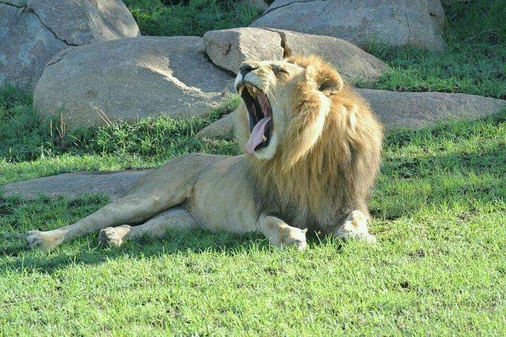 3 Days Luxury Safari