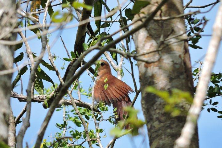 Birdwatching Cancun