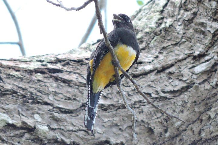 Birdwatching Cancun