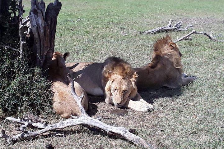 5-days-Nairobi-Arusha-lake manyara-serengeti-ngorongoro
