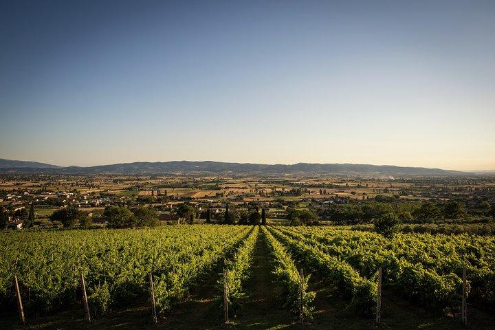 Winery tour with wine tasting from Assisi