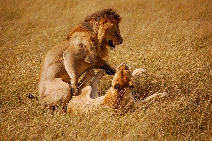 Nairobi National Park, Elephant Orphanage and Giraffe Centre