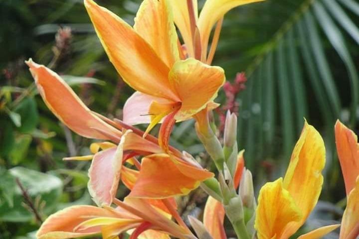 St Lucia Northern Island Tour