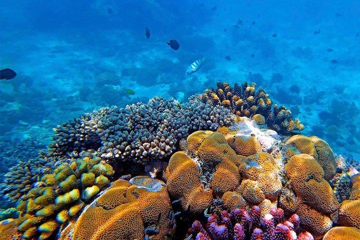 Experience the Magic of Mnemba: Half-Day Dolphin & Snorkeling