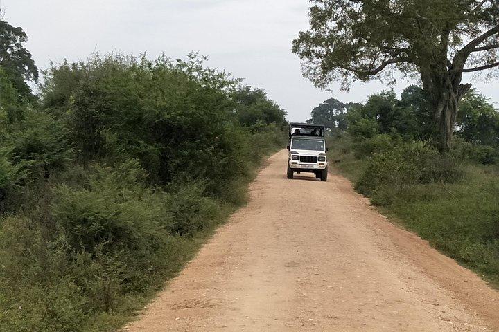 All Inclusive Yala National Park Jeep Safari Day Tour from Colombo & Negombo