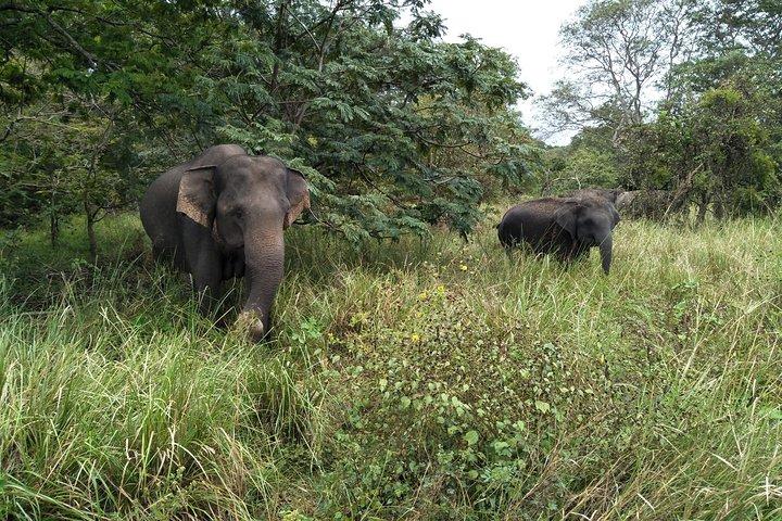 All Inclusive Yala National Park Jeep Safari Day Tour from Colombo & Negombo