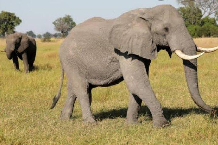 Full Day Safari Tour of Pilanesberg National Park, Open Jeep experience