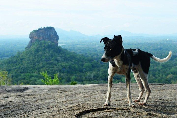 Sigiriya Rock Fortress All Inclusive Day Tour From Polonnaruwa