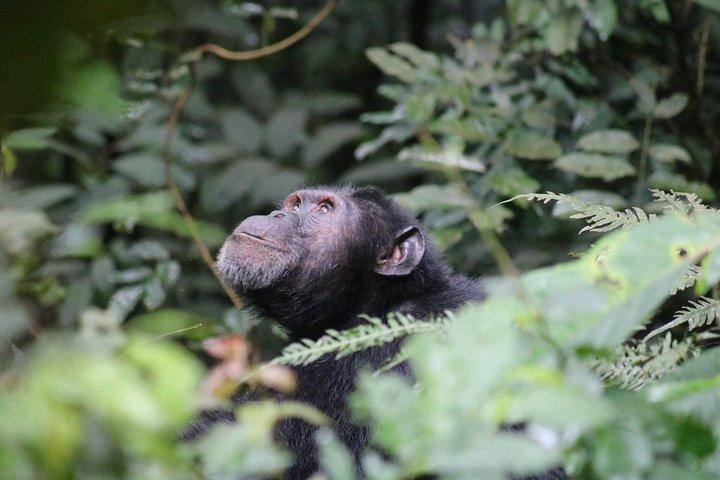 2 Day Chimpanzee Trek at Kibale National Park