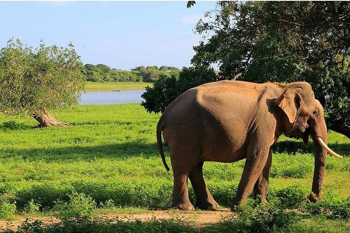 From Colombo to Sigiriya Fortress, Dambulla & Minneriya Safari