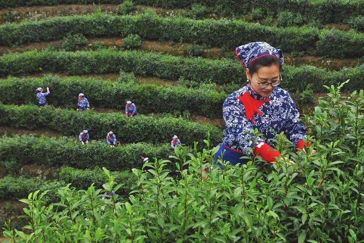 Hangzhou West Lake and Tea Plantation Half Day Tour