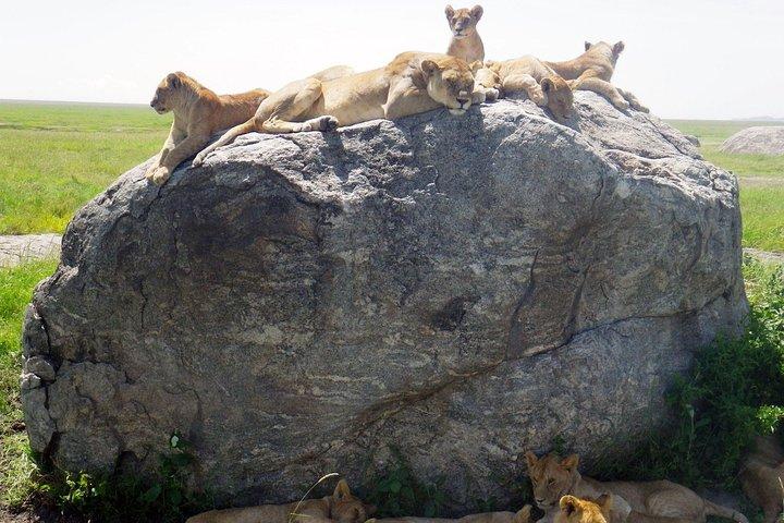 Tanzania safari with guide in Italian, the great Migration of the Serengeti