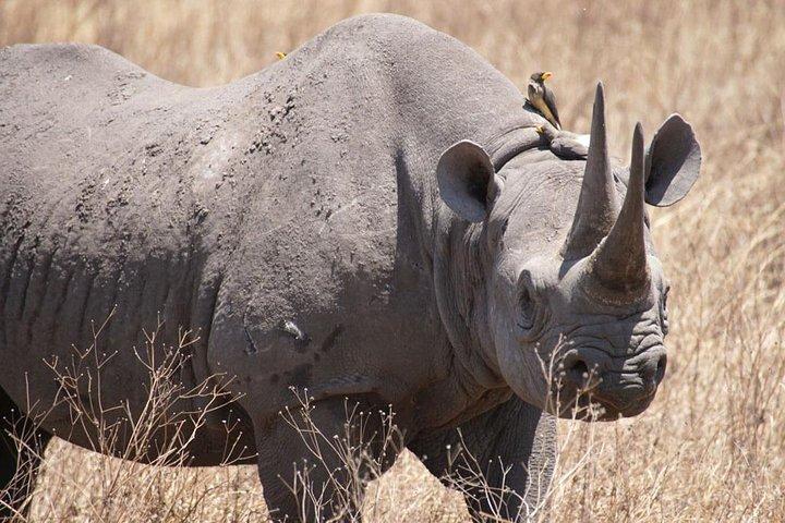Tanzania safari with guide in Italian, the great Migration of the Serengeti