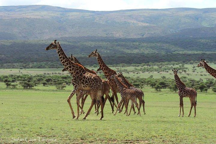 Tanzania safari with guide in Italian, the great Migration of the Serengeti